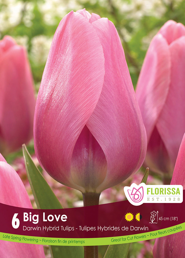 Tulip - Big Love, 6 Pack