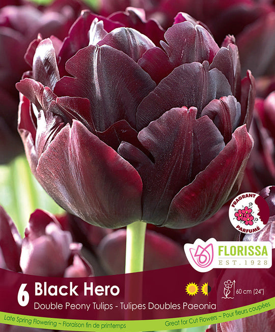 Tulip - Black Hero, 6 Pack