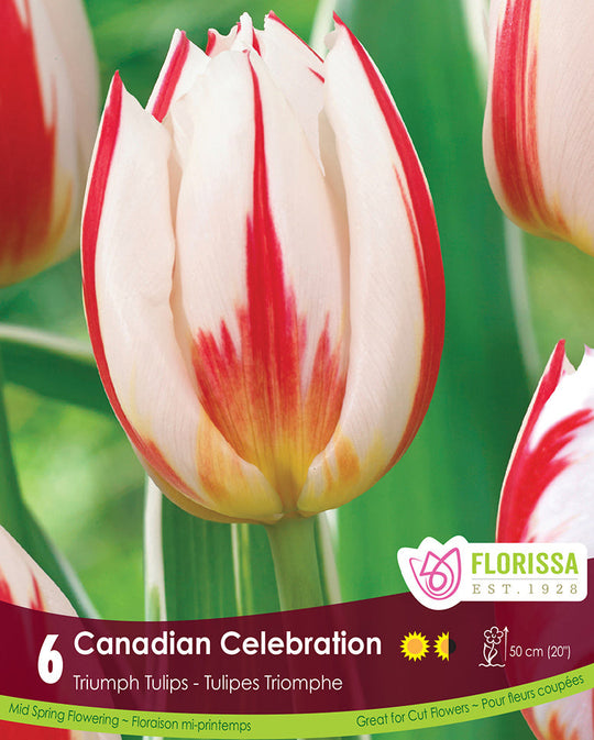 Tulip - Canadian Celebration, 6 Pack