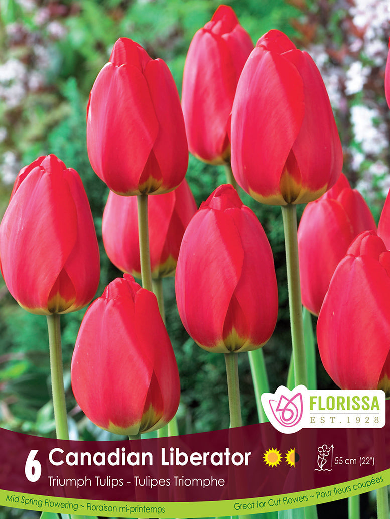 Tulip - Canadian Liberator, 6 Pack