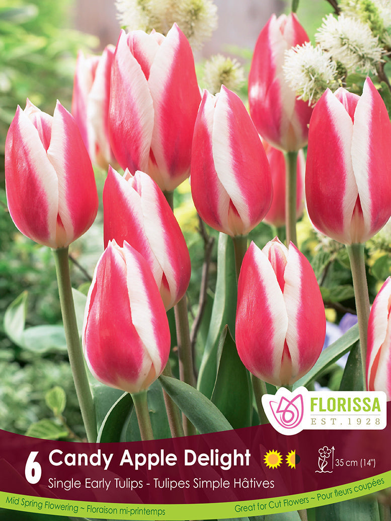 Tulip - Candy Apple Delight, 6 Pack
