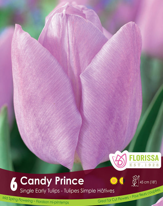Tulip - Candy Prince, 6 Pack