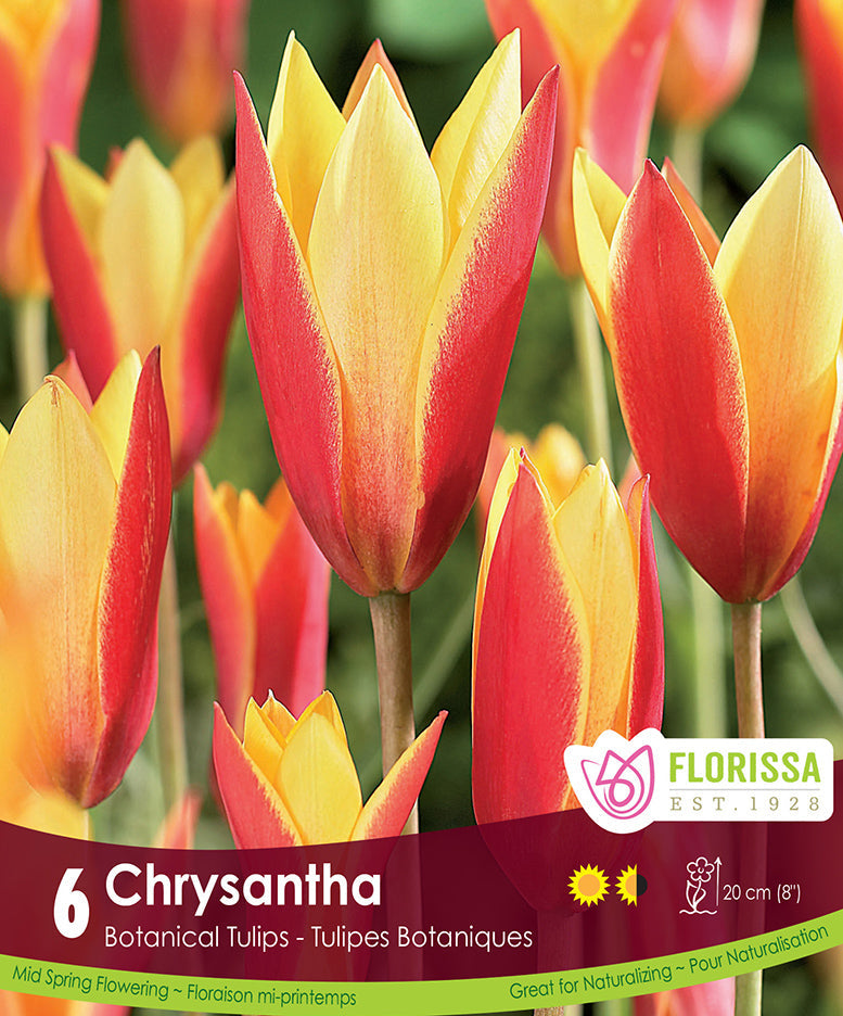 Tulip - Chrysantha, 6 Pack