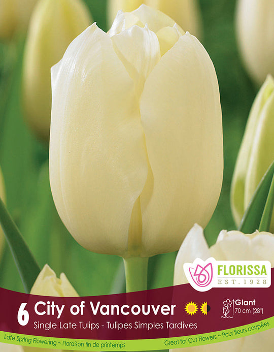 Tulip - City of Vancouver, 6 Pack