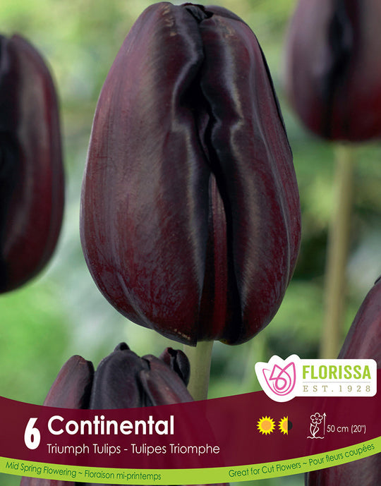 Tulip - Continental, 6 Pack