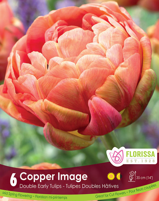 Tulip - Copper Image, 6 Pack