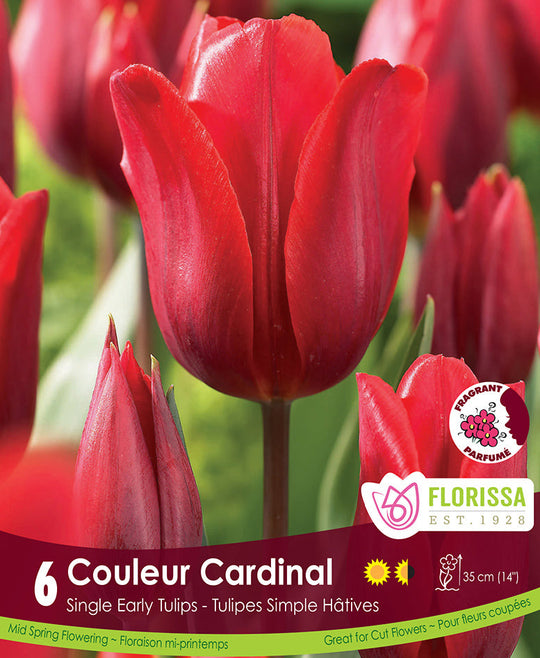 Tulip - Couleur Cardinal, 6 Pack