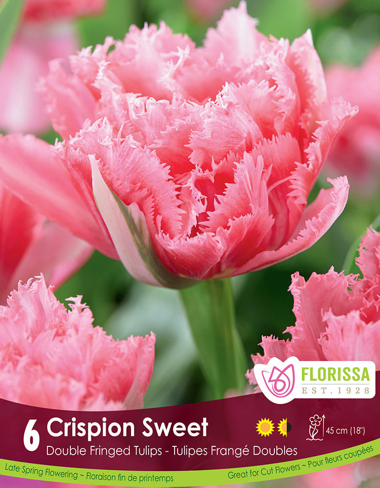 Tulip - Crispion Sweet, 6 Pack