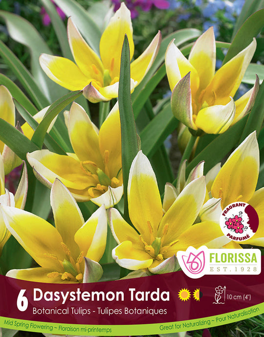 Tulip - Dasystemon Tarda, 6 Pack