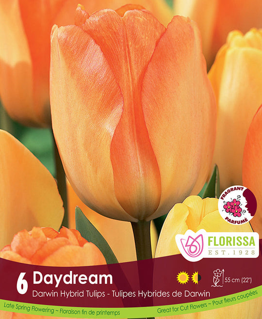 Tulip - Daydream, 6 Pack
