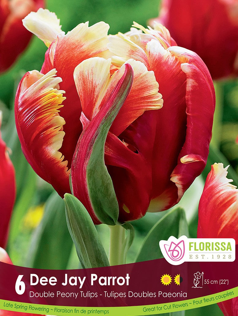 Tulip | Parrot Tulip | Dee Jay Parrot | Fall Planting Bulb – Wildwood ...