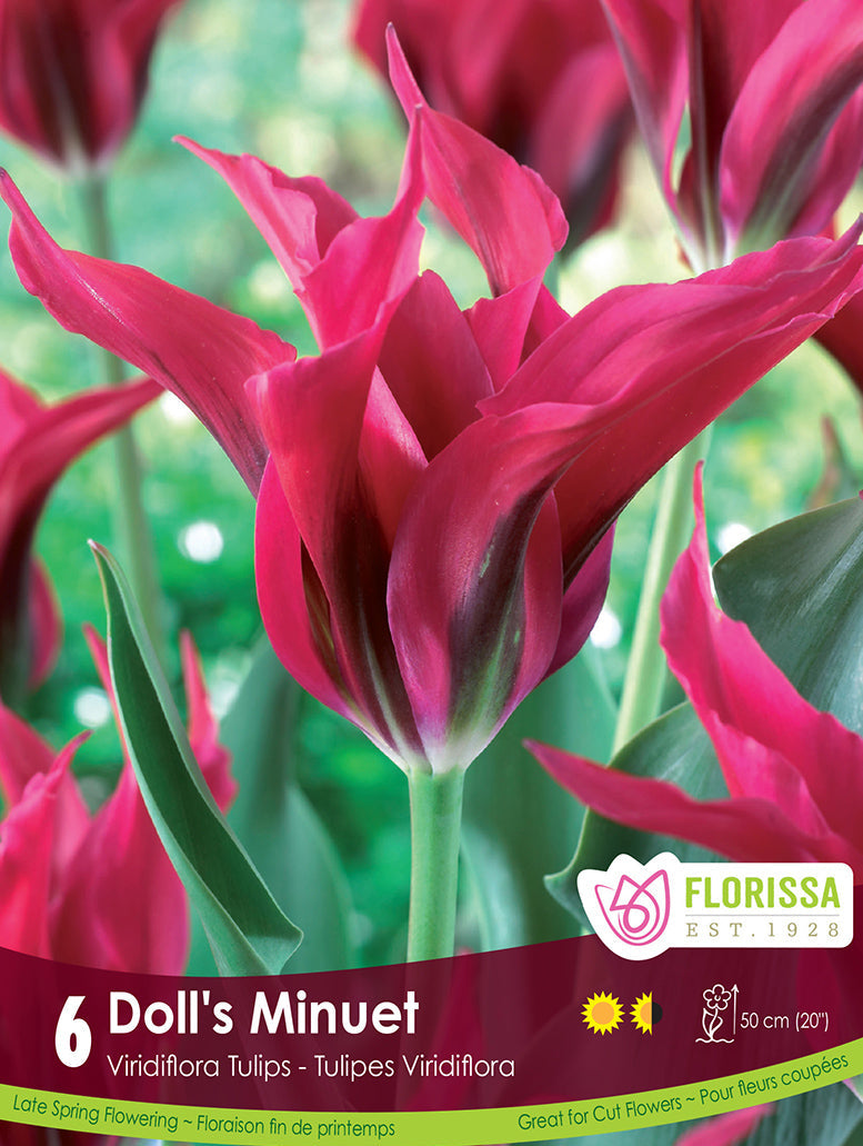 Tulip - Doll's Minuet, 6 Pack