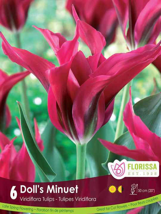 Tulip - Doll's Minuet, 6 Pack