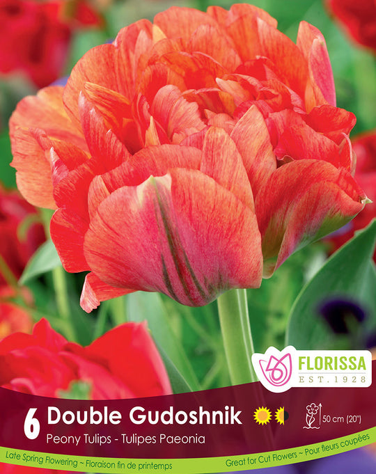 Tulip - Double Gudoshnik, 6 Pack