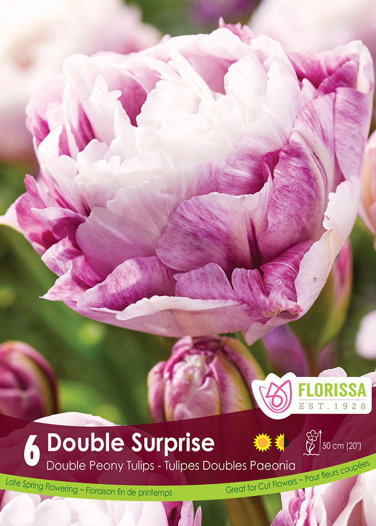 Tulip - Double Surprise, 6 Pack