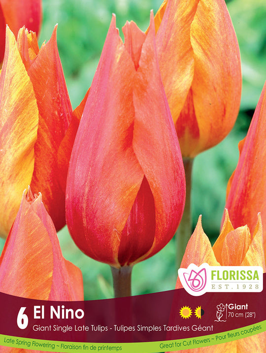 Tulip - El Nino, 6 Pack