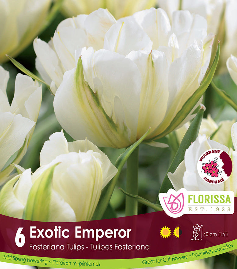 Tulip - Exotic Emperor, 6 Pack