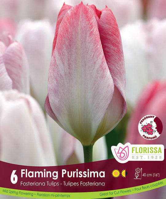 Tulip - Flaming Purissima, 6 Pack