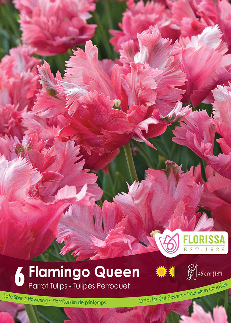 Tulip - Flamingo Queen, 6 Pack