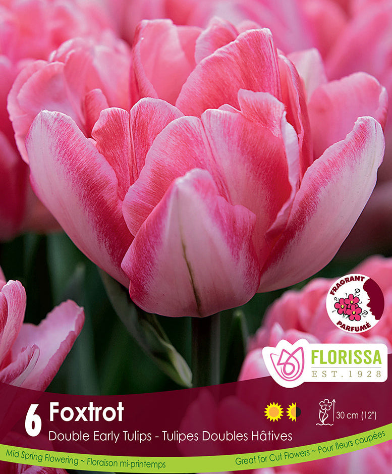 Tulip - Foxtrot, 6 Pack