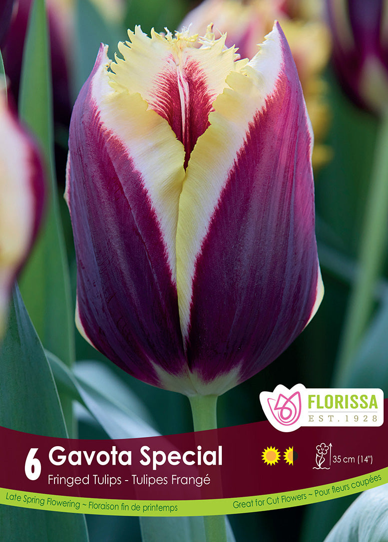 Tulip - Gavota Special, 6 Pack