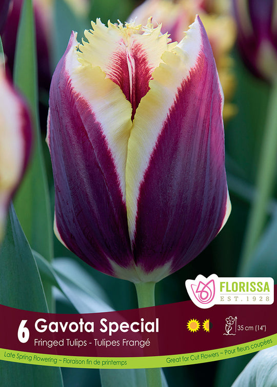 Tulip - Gavota Special, 6 Pack