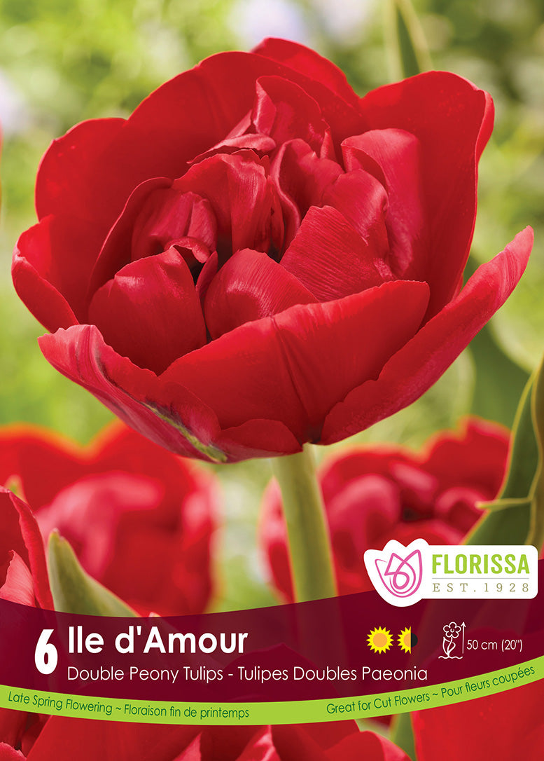 Tulip - Ile D'Amour, 6 Pack