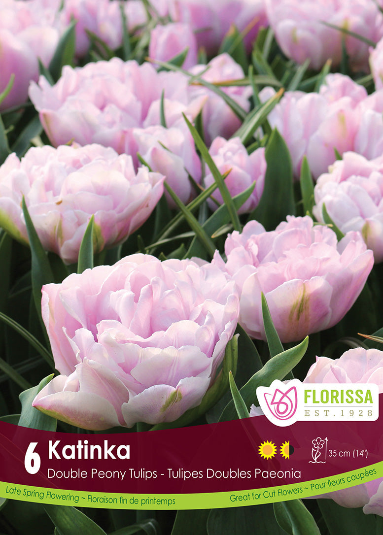 Tulip - Katinka, 6 Pack
