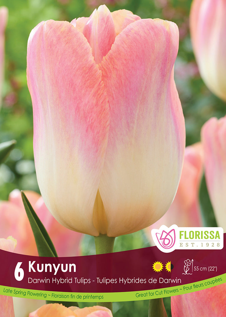 Tulip - Kunyun, 6 Pack