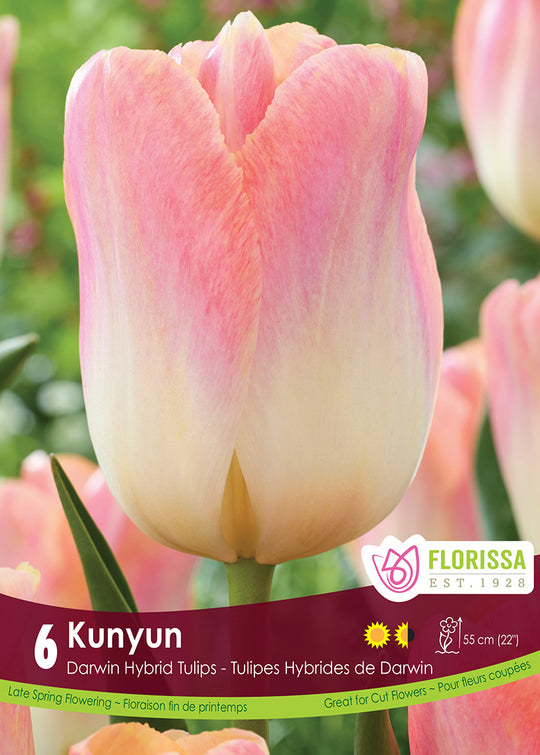 Tulip - Kunyun, 6 Pack