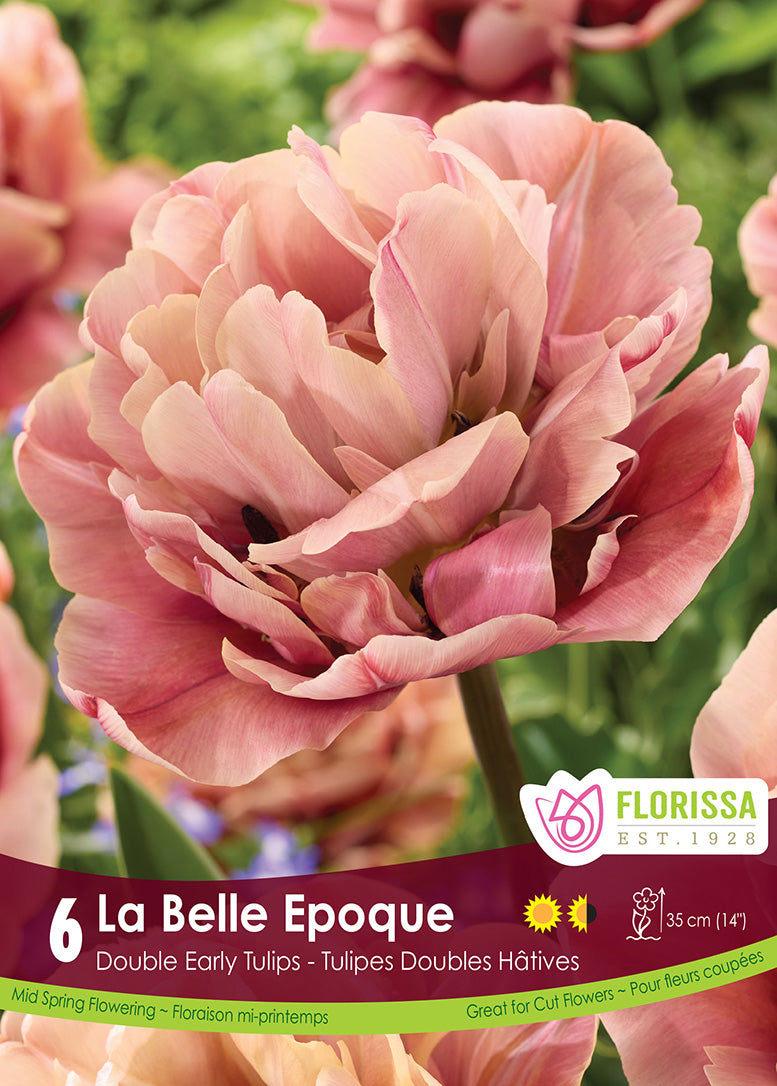 Tulip - La Belle Epoque, 6 Pack