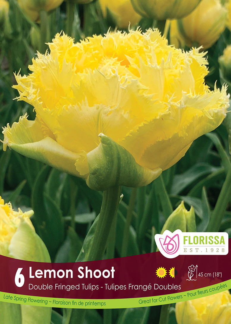 Tulip - Lemon Shoot, 6 Pack
