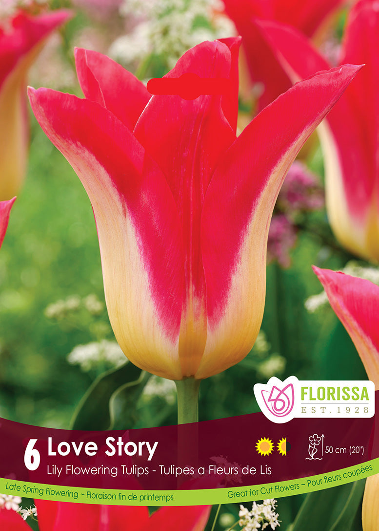 Tulip - Love Story, 6 Pack