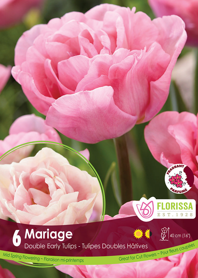 Tulip - Mariage, 6 Pack