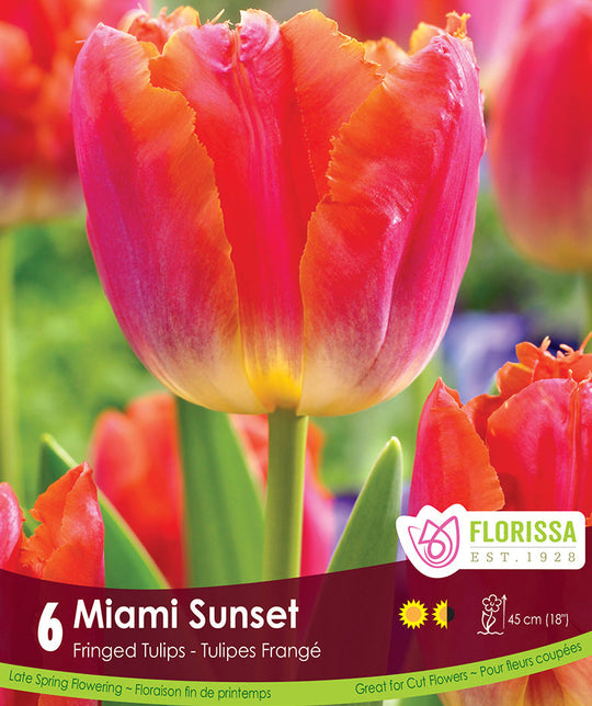 Tulip - Miami Sunset, 6 Pack