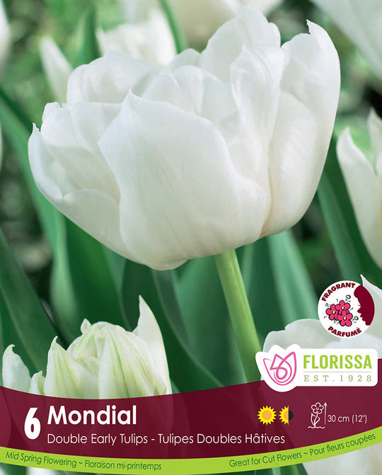 Tulip - Mondial, 6 Pack