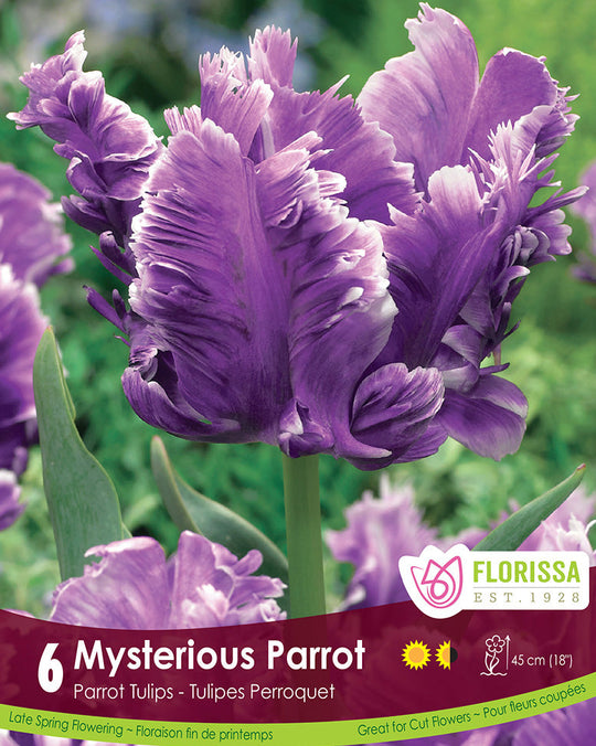 Tulip - Mysterious Parrot, 6 Pack
