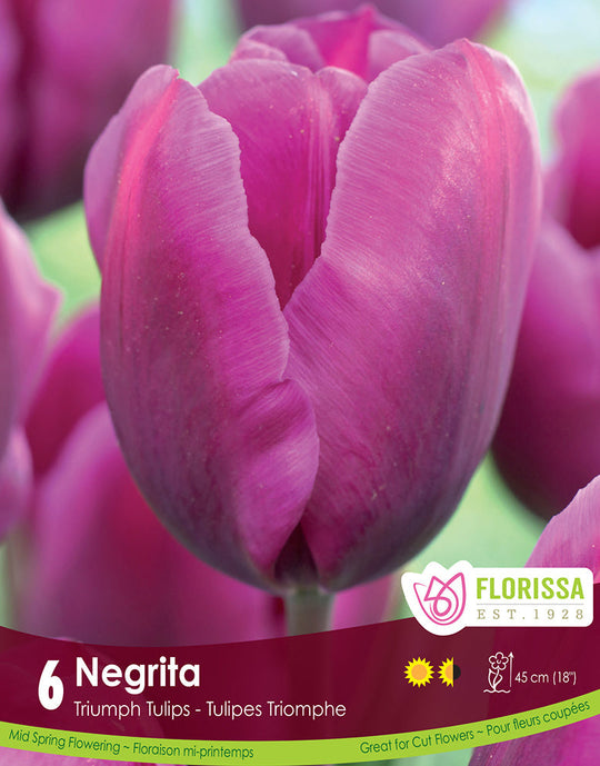 Tulip - Negrita, 6 Pack