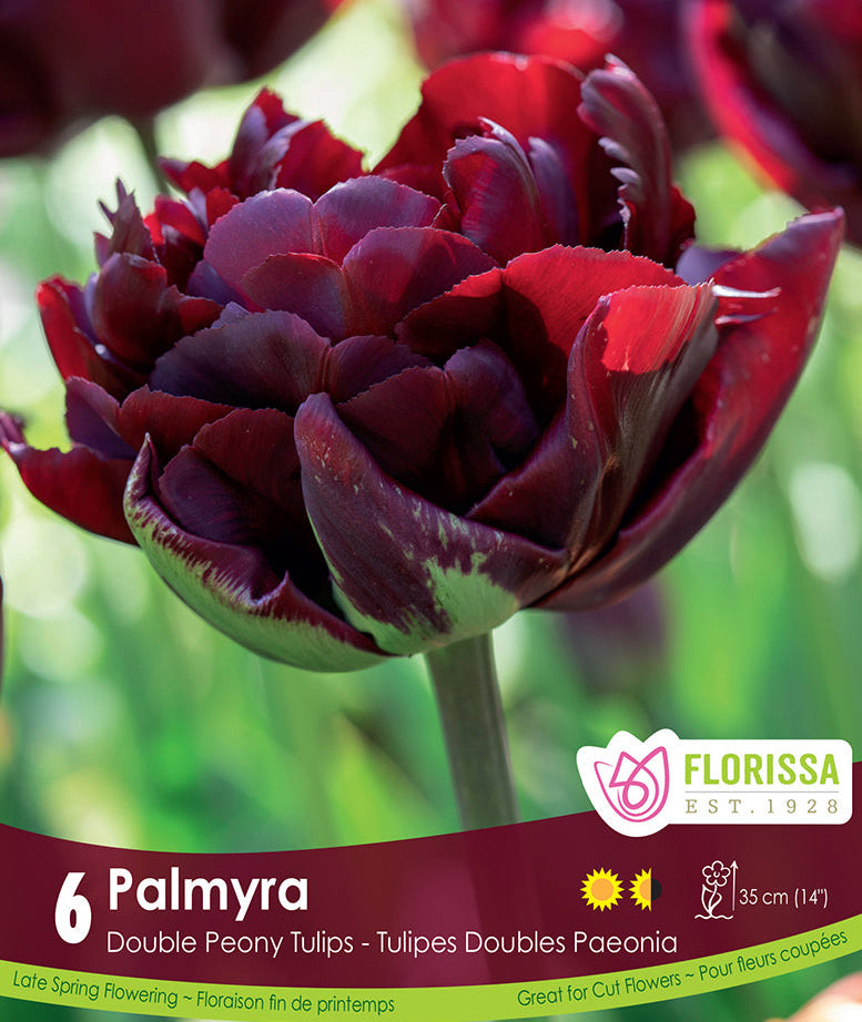 Tulip - Palmyra, 6 Pack