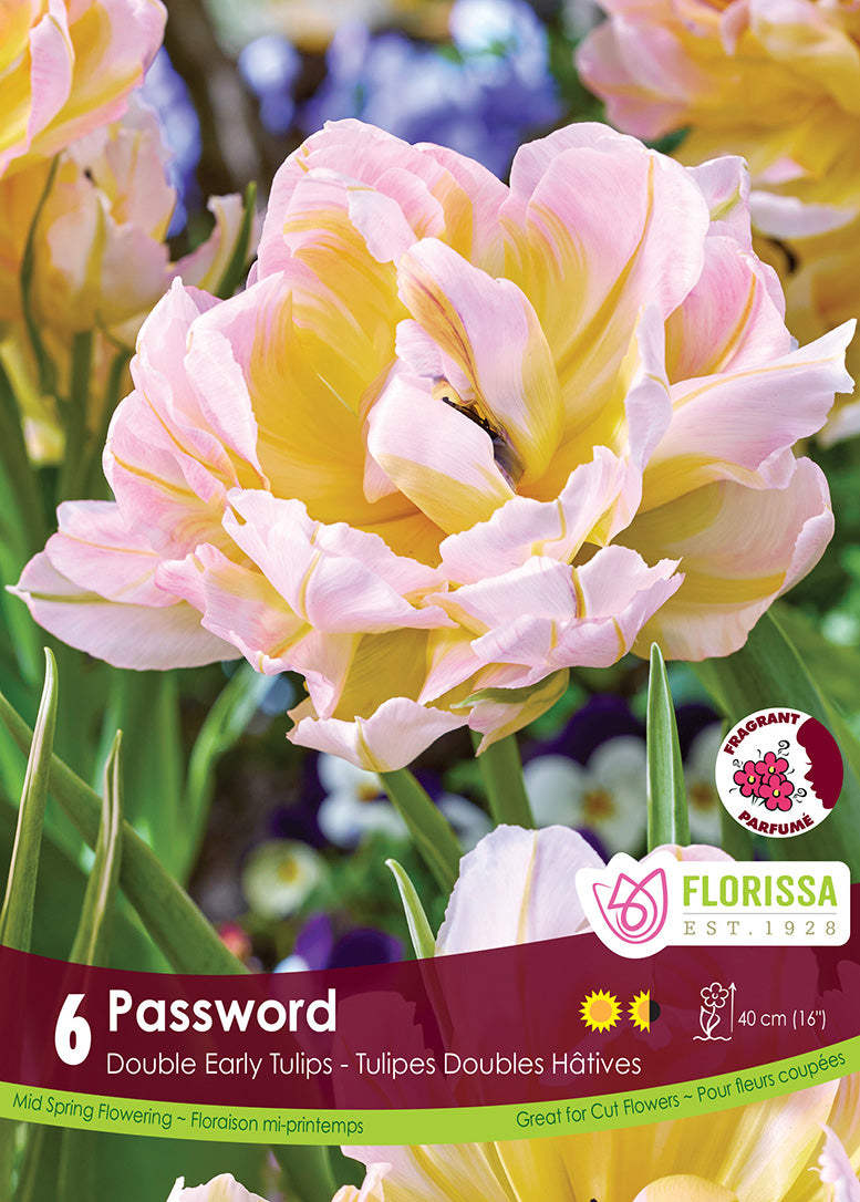 Tulip - Password, 6 Pack