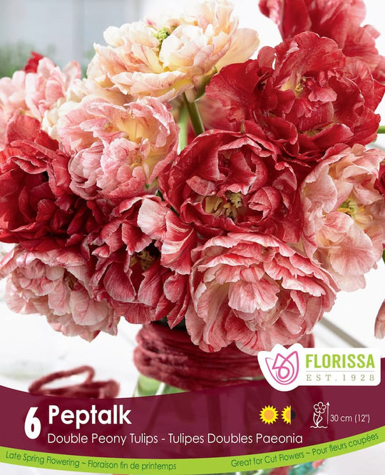 Tulip - Peptalk, 6 Pack