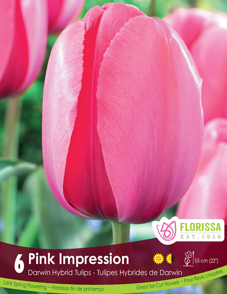Tulip - Pink Impression, 6 Pack