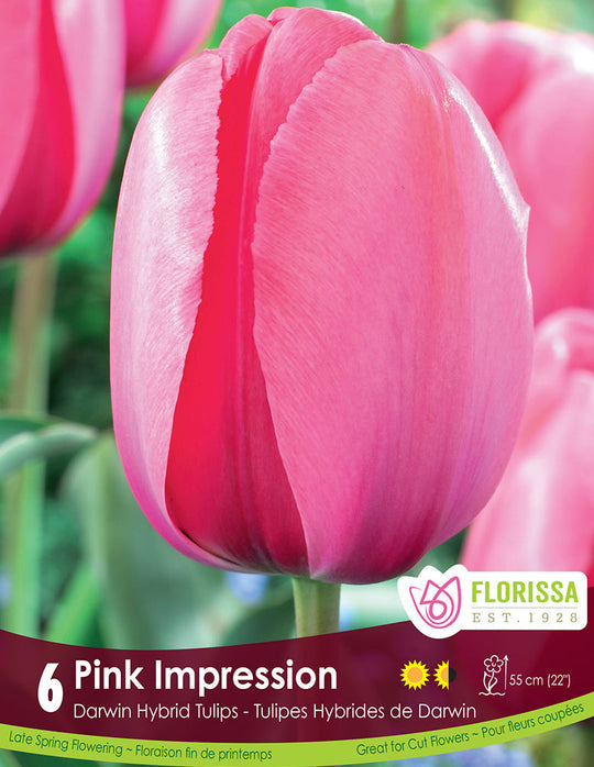 Tulip - Pink Impression, 6 Pack