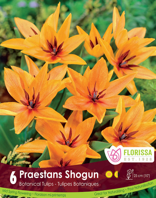 Tulip - Praestans Shogun, 6 Pack