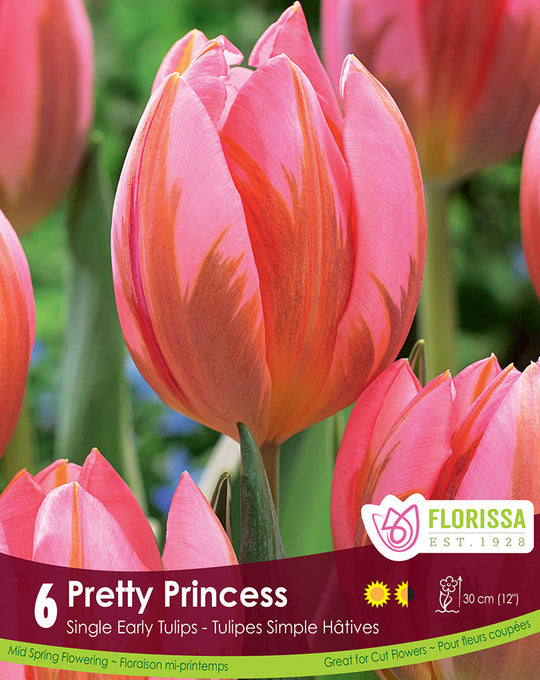 Tulip - Pretty Princess, 6 Pack