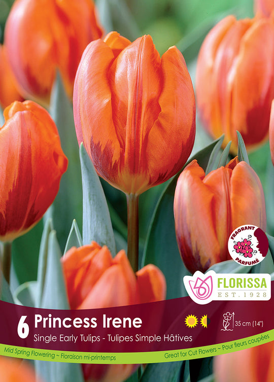 Tulip - Princess Irene, 6 Pack