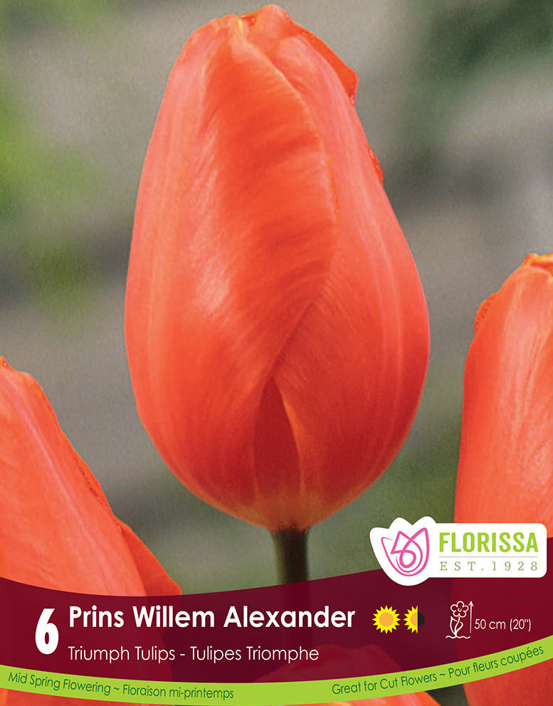 Tulip - Prins Willem Alexander, 6 Pack