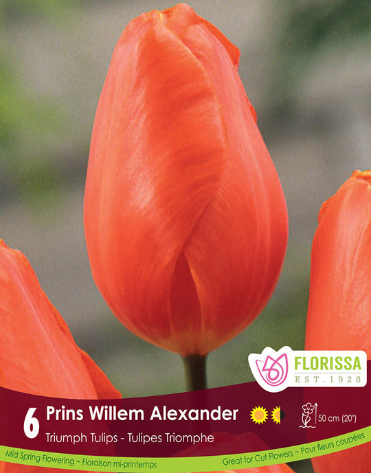 Tulip - Prins Willem Alexander, 6 Pack