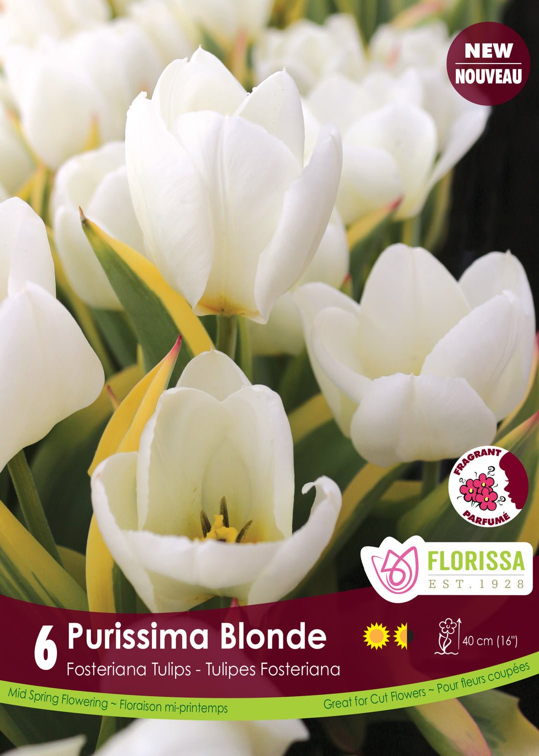Tulip - Purissima Blonde, 6 Pack