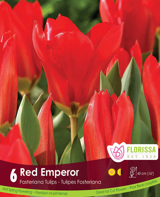 Tulip - Red Emperor, 6 Pack